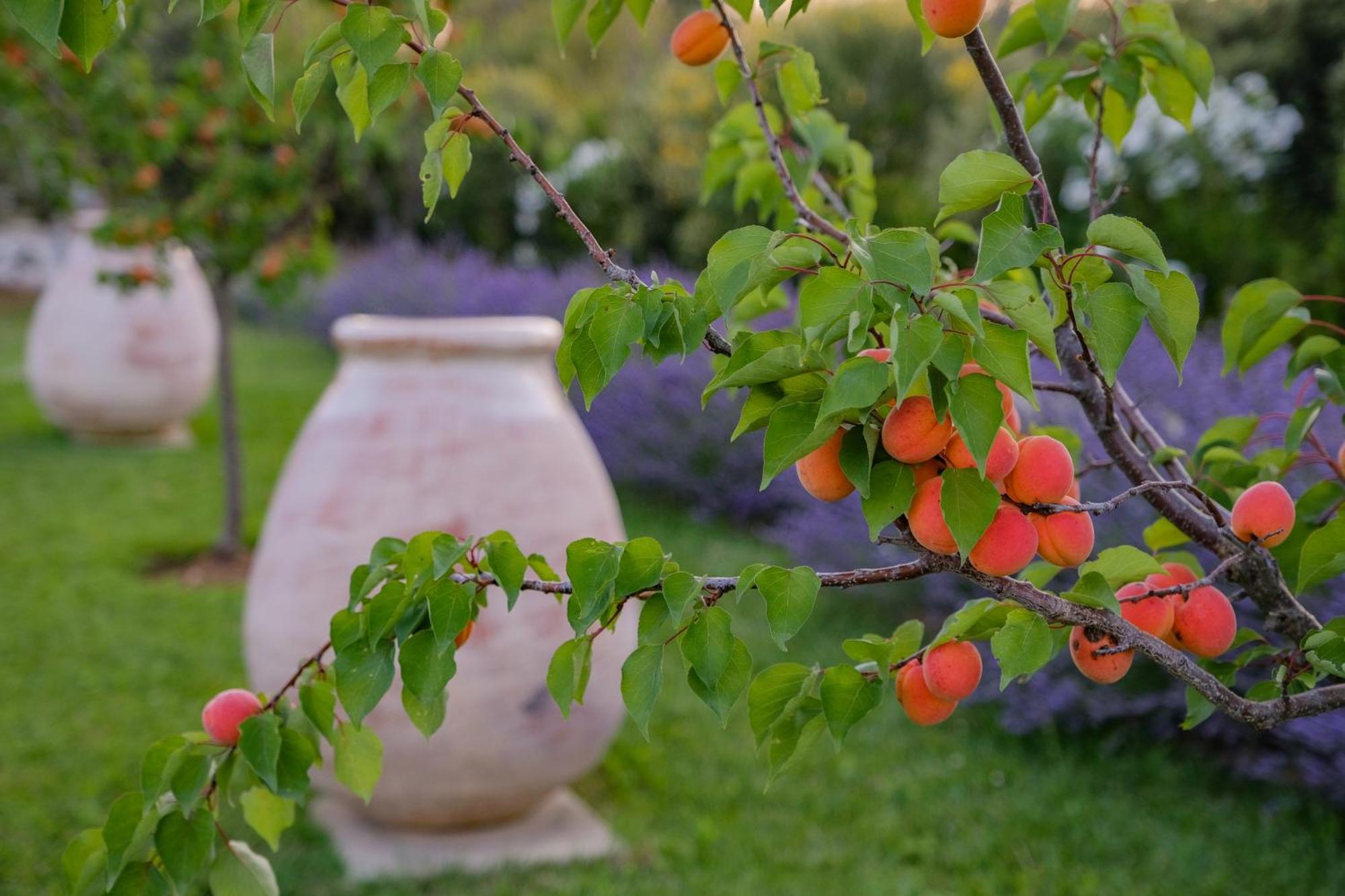 Eygalières Mas Notre Dame B&B 외부 사진